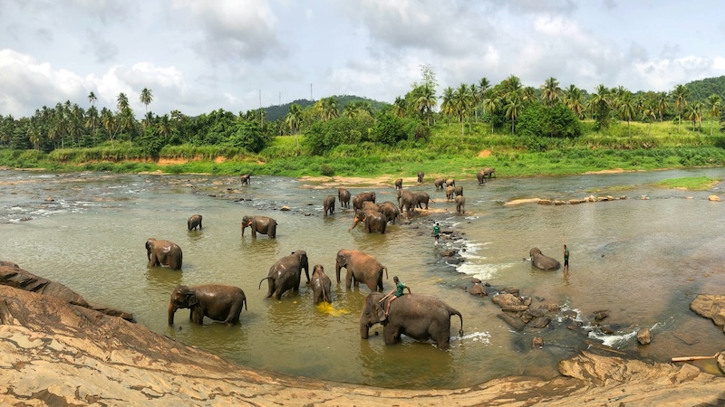 Asian Elephants in Sri Lanka